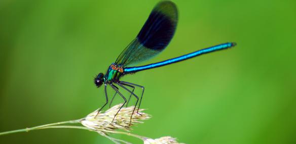 banded damoiselle Zsuzsanna Bird