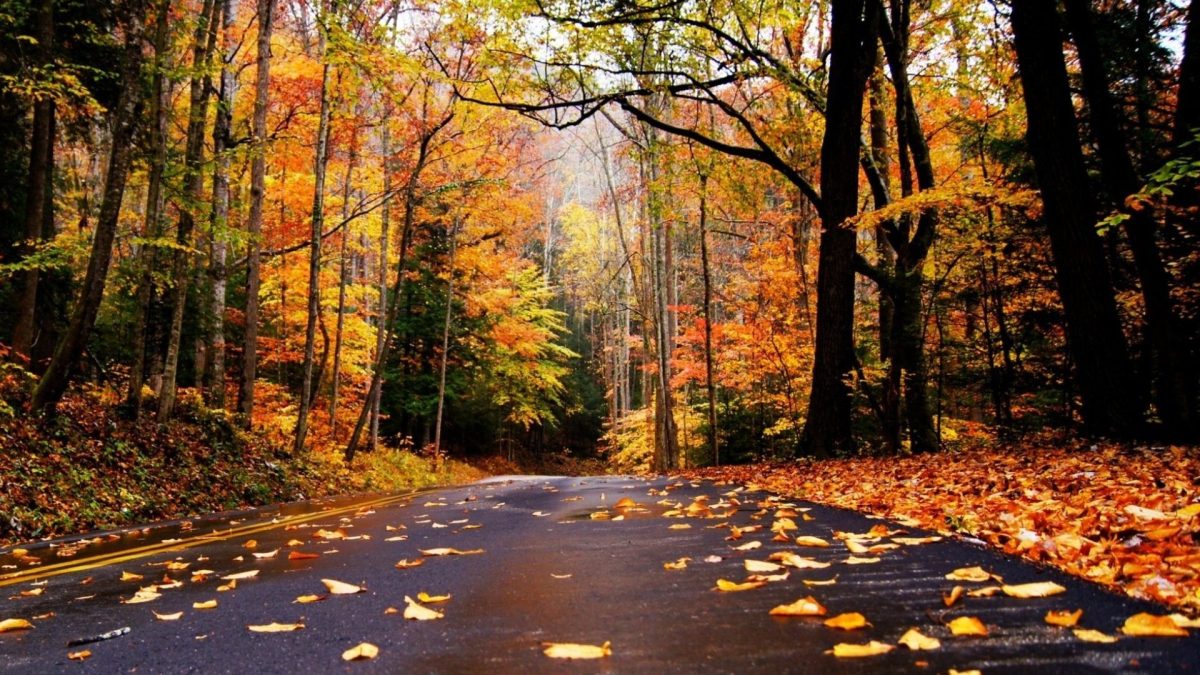 Autumn Road Fallen Leaves Nature Trees Desktop Images